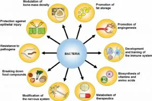 Microbiome Bacteria